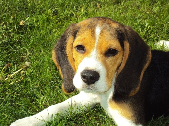 mały beagle