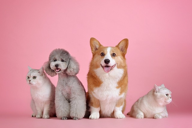 Dwa koty perskie i dwa psy, pudel i corgi na różowym tle